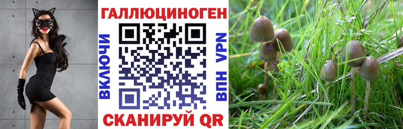 закладки  Нижнеудинск  Галлюциногенные грибы Psilocybe 